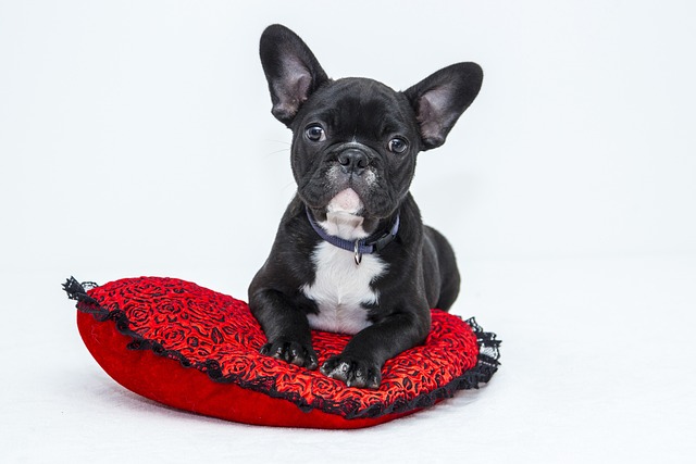 Het belang van een orthopedisch hondenkussen voor de gezondheid van je hond